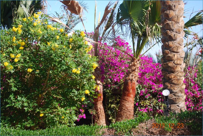 sharm 12 055